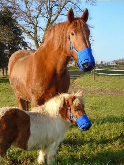 Graasmasker paarden