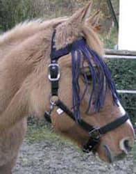 vliegengordijn voor de ogen